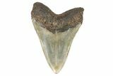 Huge, Fossil Megalodon Tooth - Visible Serrations #192862-1